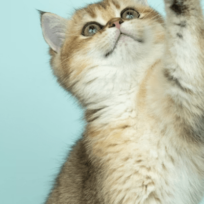 Pet Wellness Exams